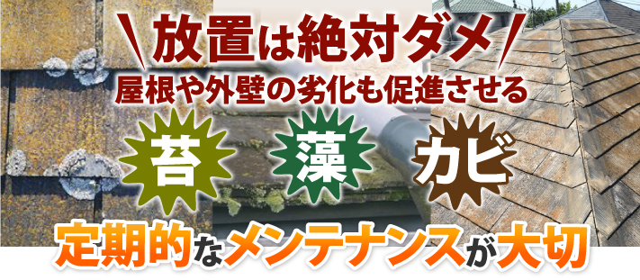 屋根や外壁の劣化を促す苔・藻・カビ！放置が絶対ダメな理由や定期的メンテナンスの必要性について