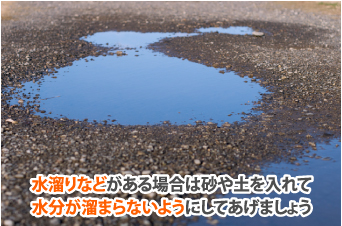 水溜りなどがある場合は砂や土を入れて水分が溜まらないようにしてあげましょう