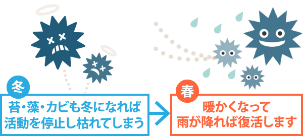 苔・藻・カビも冬になれば活動を停止し枯れてしまう→暖かくなって雨が降れば復活します