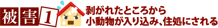 被害１剥がれたところから小動物が入り込み、住処にされる