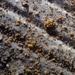 屋根の上の黄色の物