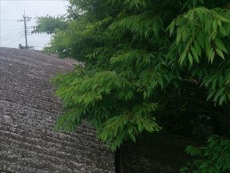 植物,屋根,金属