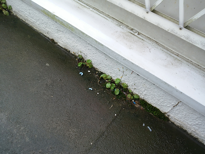 亀裂から植物の繁殖