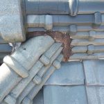 漆喰に生えたコケ