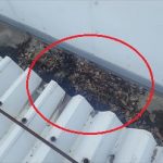 君津市　枯れ葉の滞留