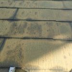 四街道市　苔の発生