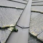 谷板金付近にできた苔