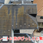 屋根北面に発生した苔