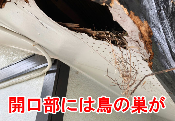 開口部から覗く鳥の巣