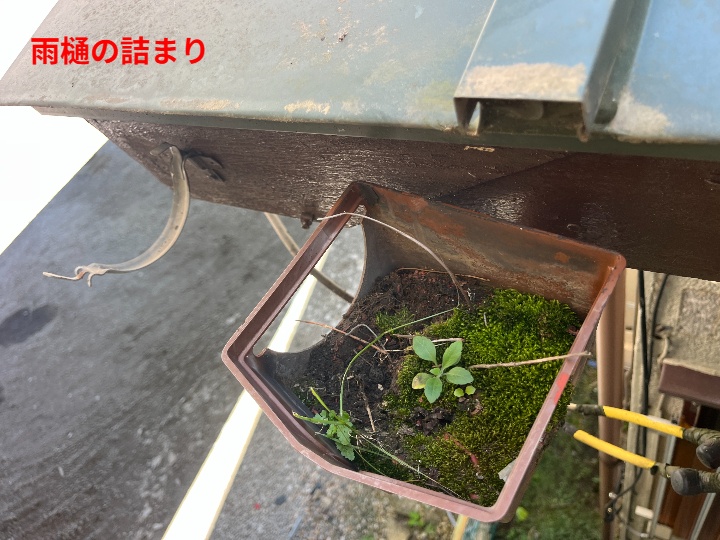 雨樋の詰まり