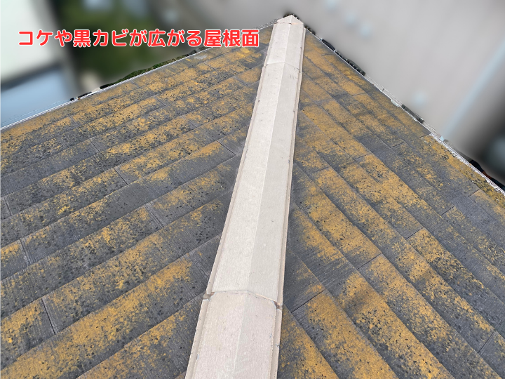 コケや黒カビ・汚れが付着 (1)
