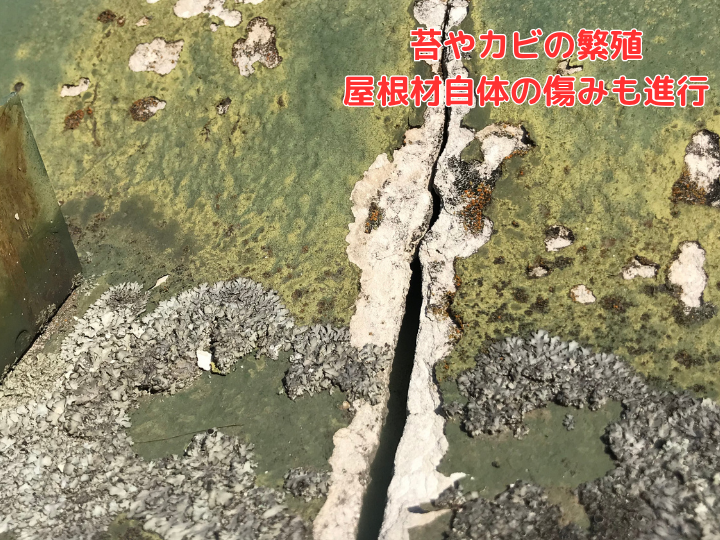 苔やカビの繁殖 屋根材自体の傷みも進行