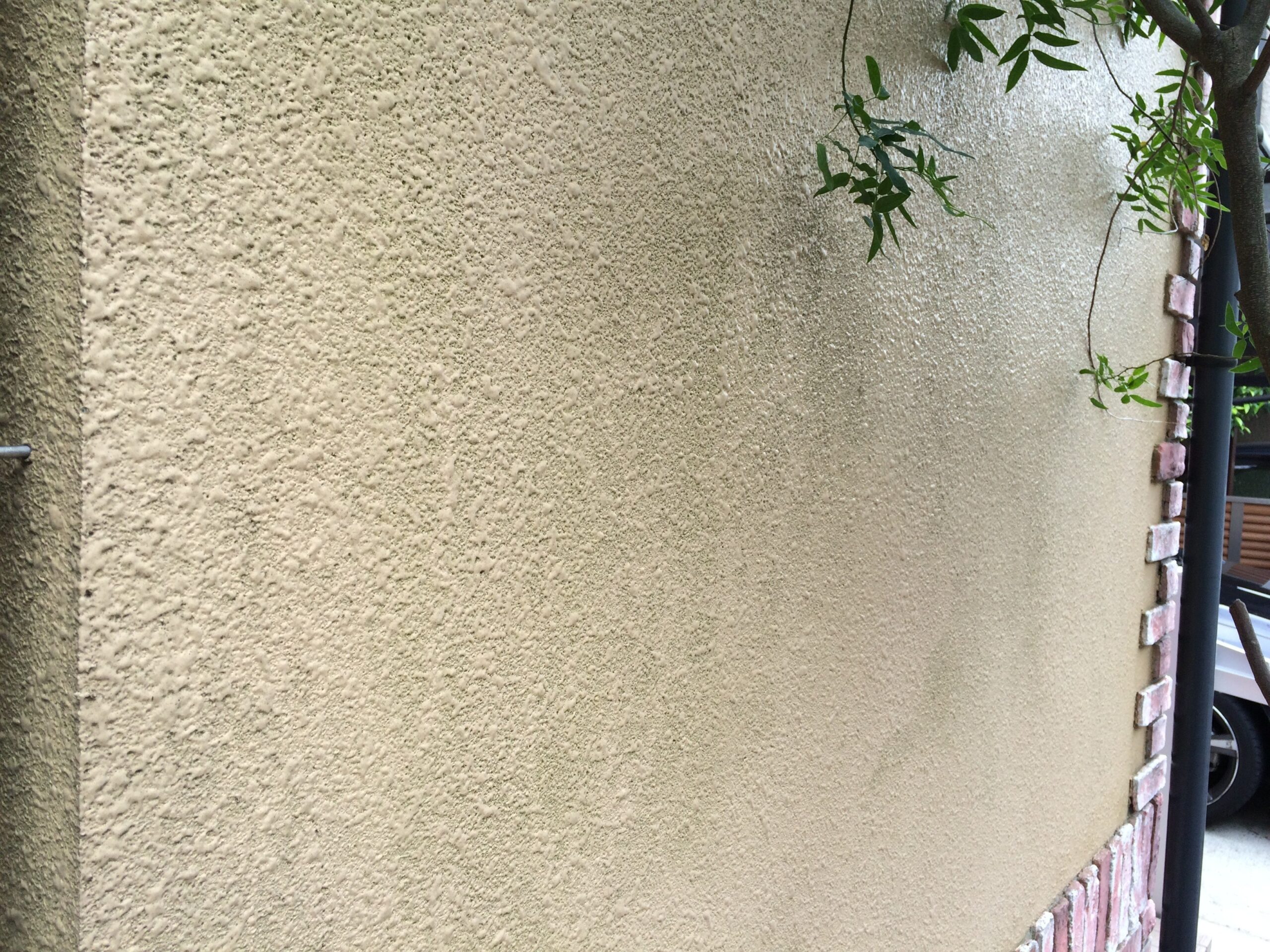 外壁は苔（こけ）が広範囲に繁殖