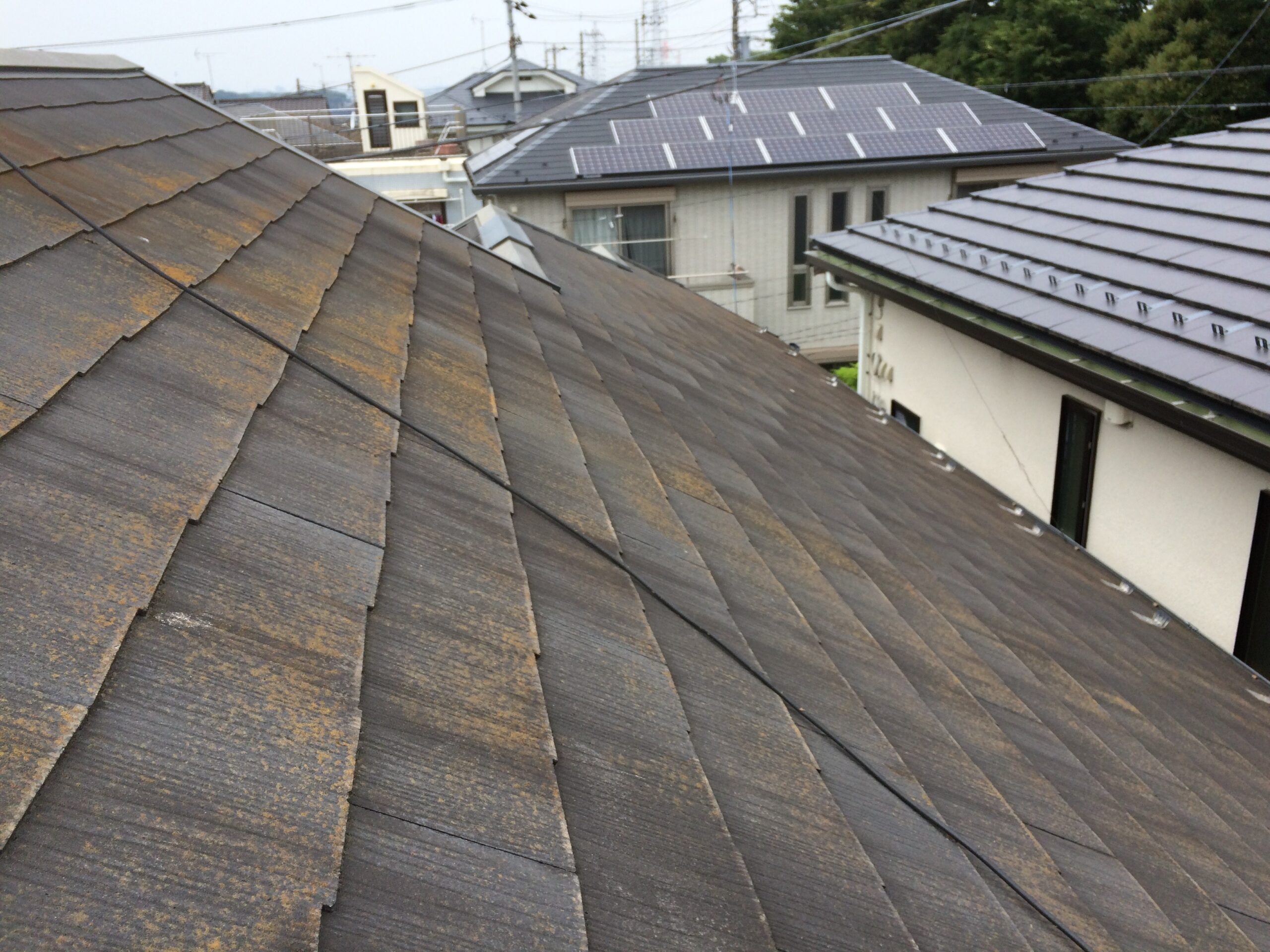 屋根に苔が繁殖