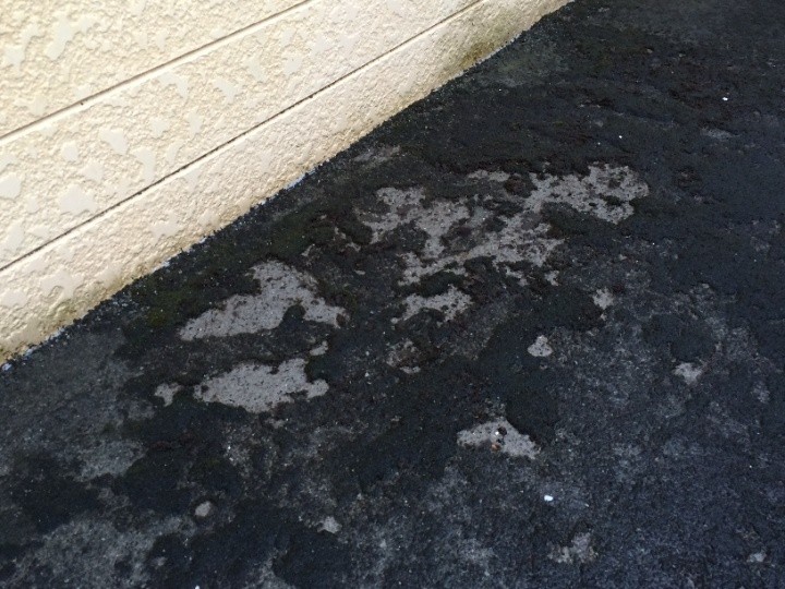 コンクリートの床は苔で覆われた状態