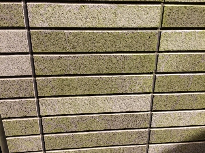 外壁に苔が発生