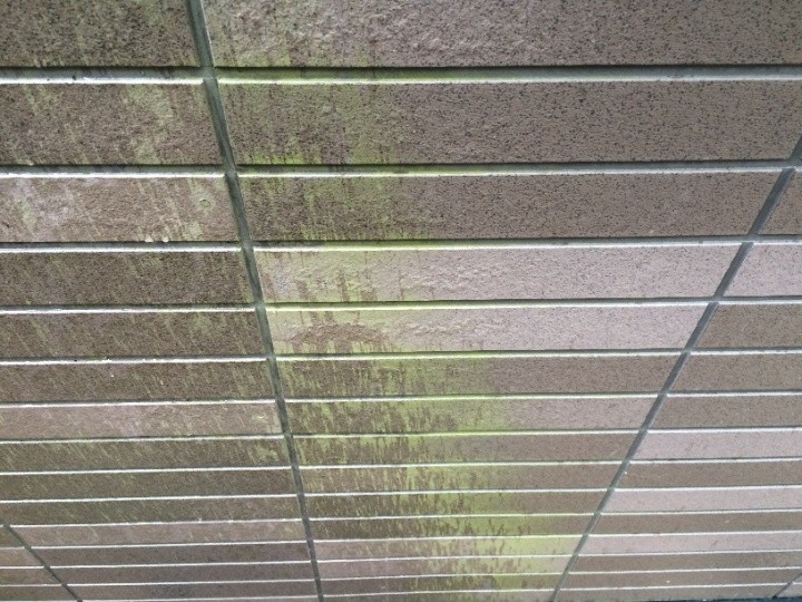 外壁に苔（こけ）