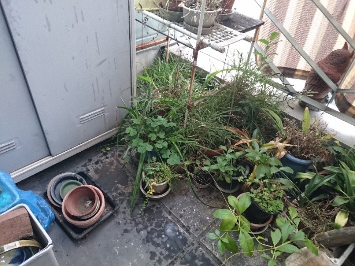 植木鉢の多いベランダの状況