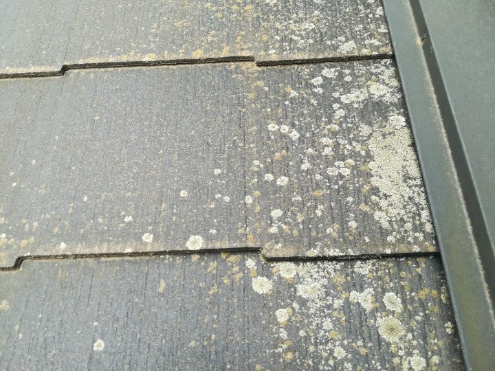 コケやカビの広がりによる屋根材の弱体化