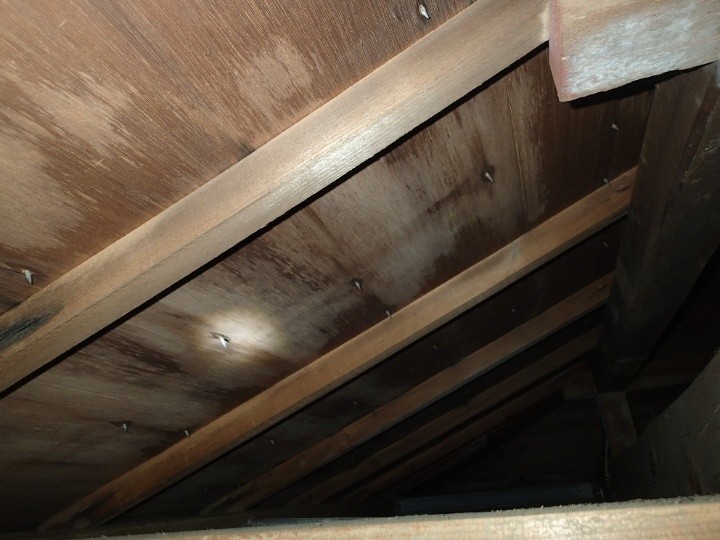 小屋裏の雨染みを確認