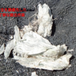 安全を最優先した丁寧な撤去作業