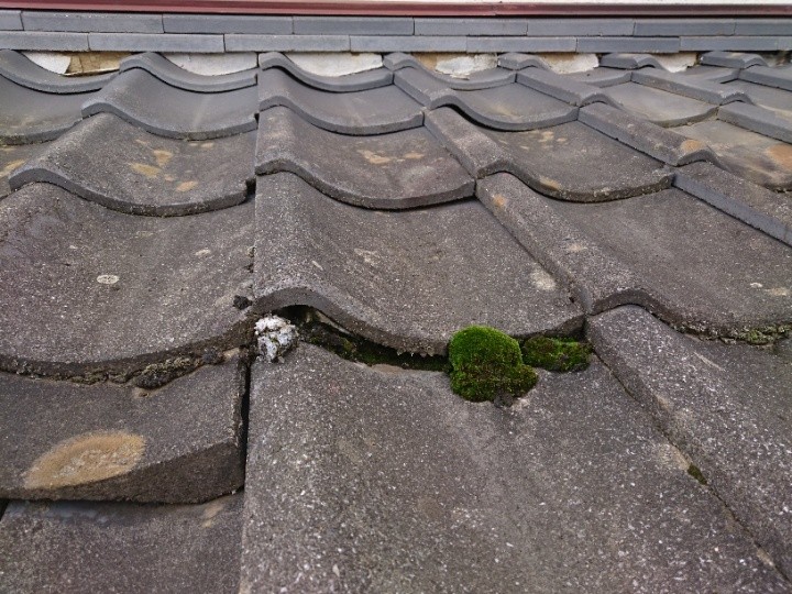 瓦の浮きと苔の入り込み