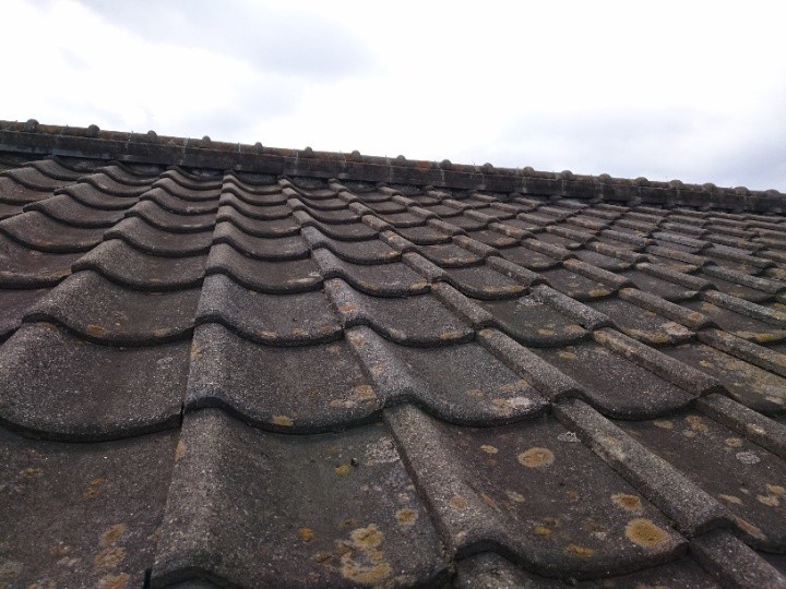 広い面積で確認できた苔の発生