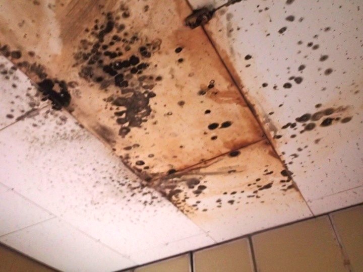 下階天井の雨染みとカビの広がり