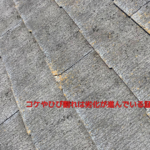 コケやひび割れは劣化が進んでいる証拠