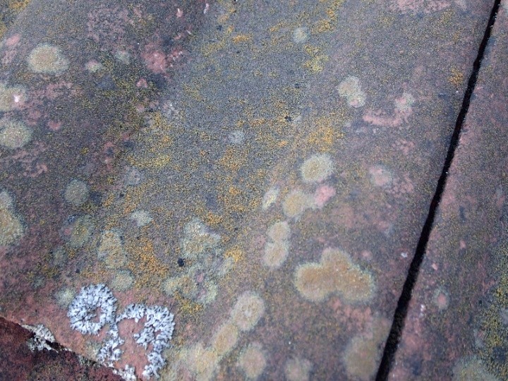 屋根表面に苔やカビが繁殖