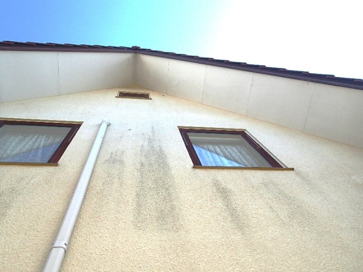 苔が繁殖した外壁の状態