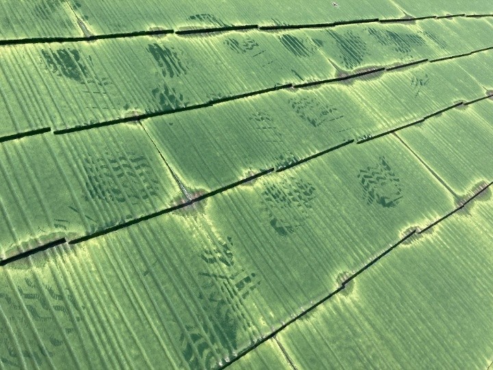 足跡が残るほどの粉状劣化