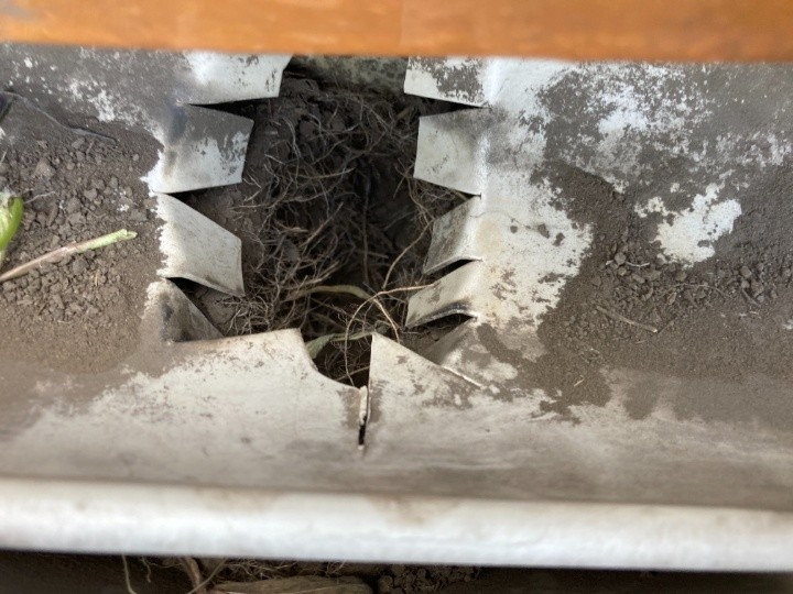 雨樋内部の大量の土と詰まり