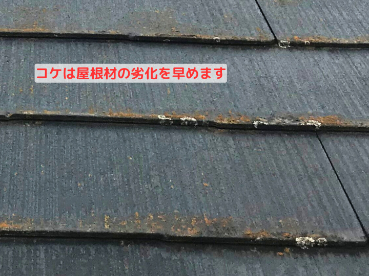コケは屋根材の劣化を早めます