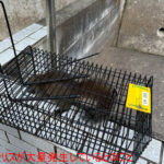 お庭でリスが大量発生しているとのこと