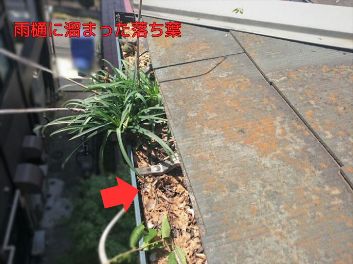 雨樋に溜まった落ち葉