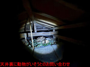 天井裏に動物がいそうとのお問い合わせ