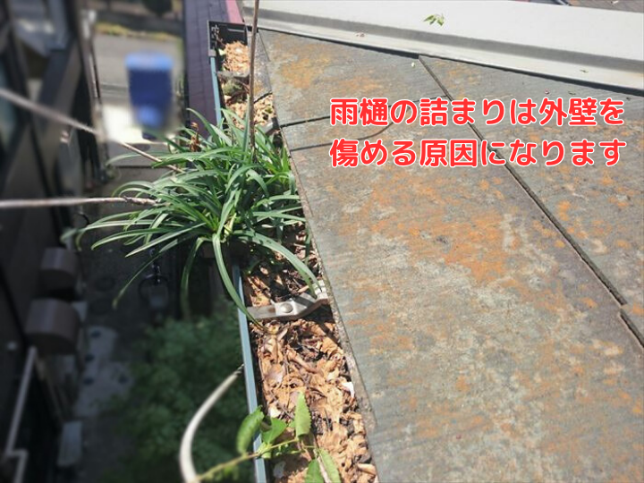 雨樋に溜まった落ち葉