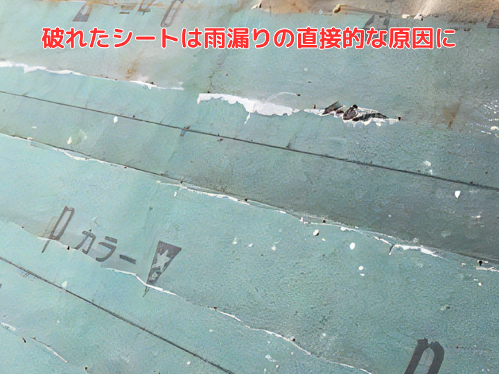 破れたシートは雨漏りの直接的な原因に