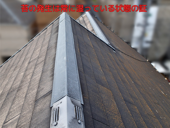 苔の発生は常に湿っている状態の証