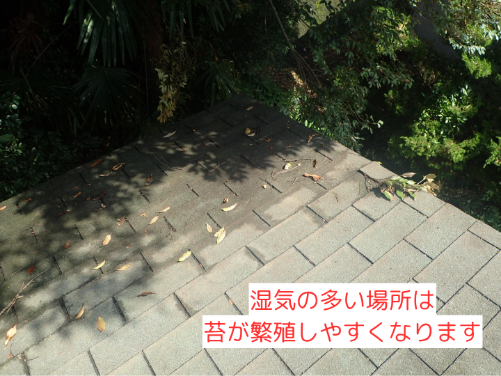 湿気の多い場所は 苔が繁殖しやすくなります