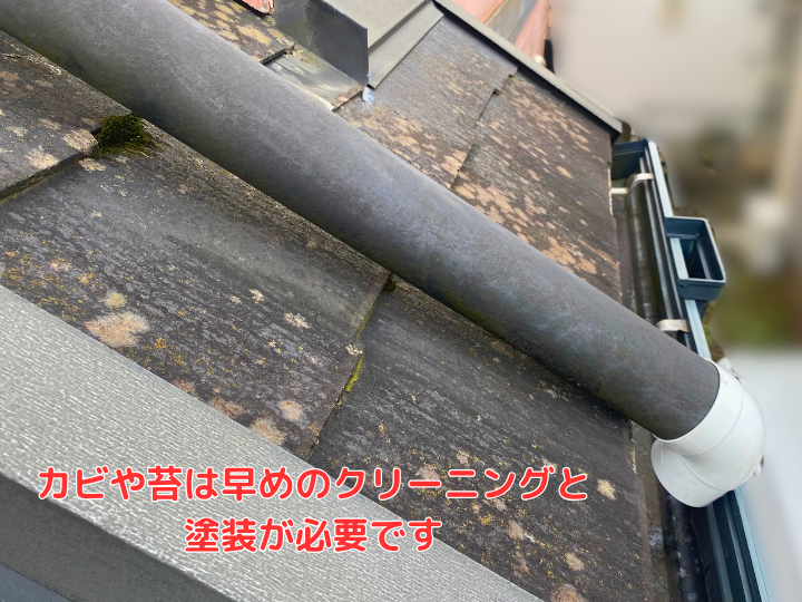 カビや苔は早めのクリーニングと塗装が必要です