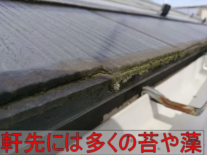軒先に付着した苔