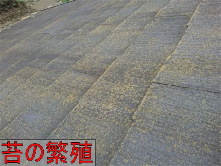 屋根に広がる苔
