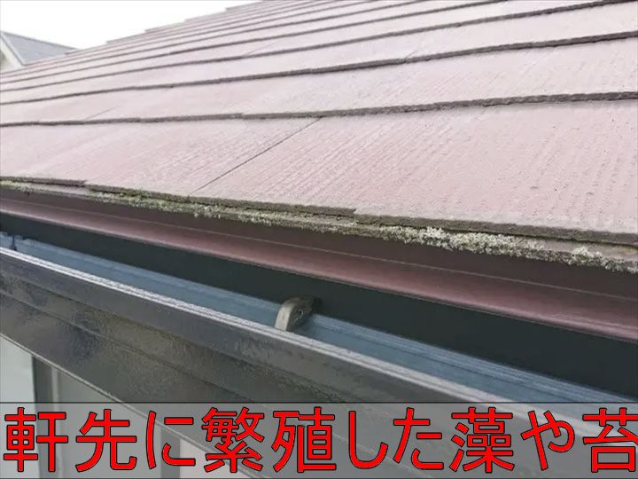 軒先に繁殖した藻