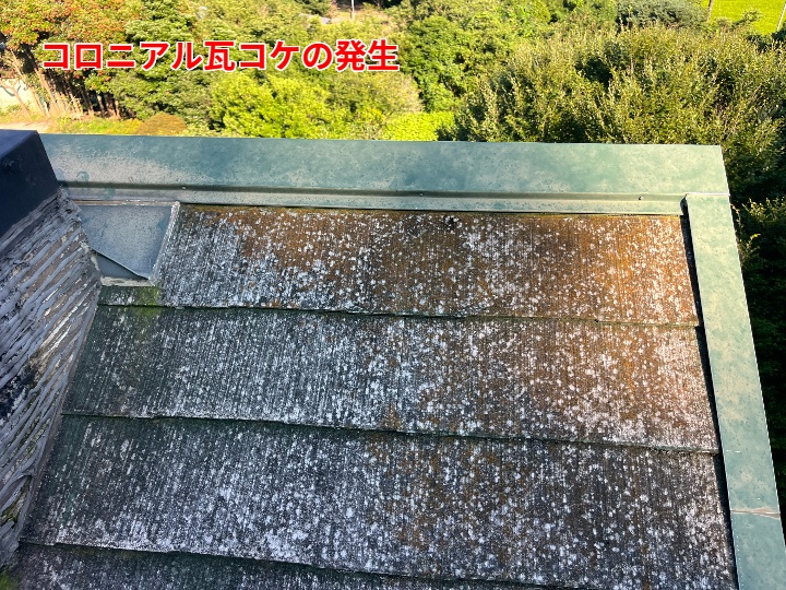 コケが広がる屋根面