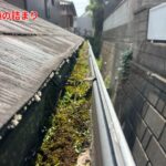 雨樋の詰まり