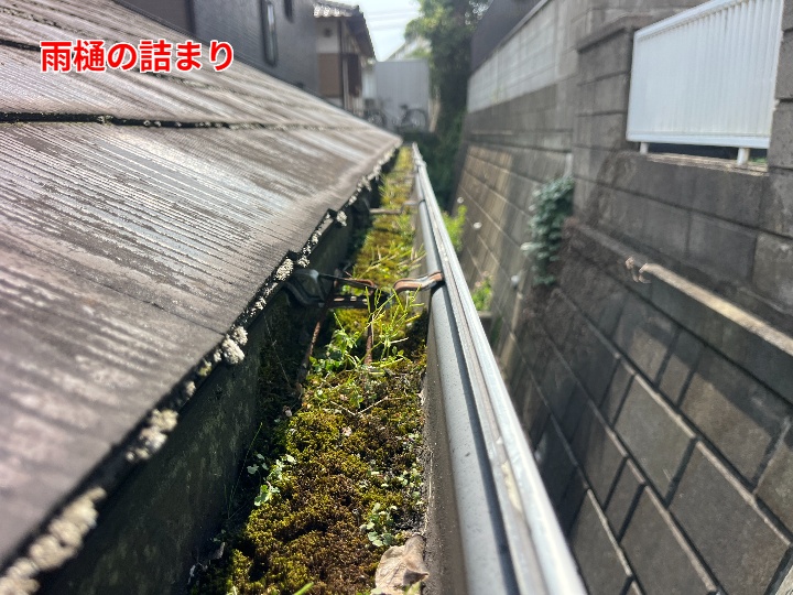 雨樋に草が生えた状態