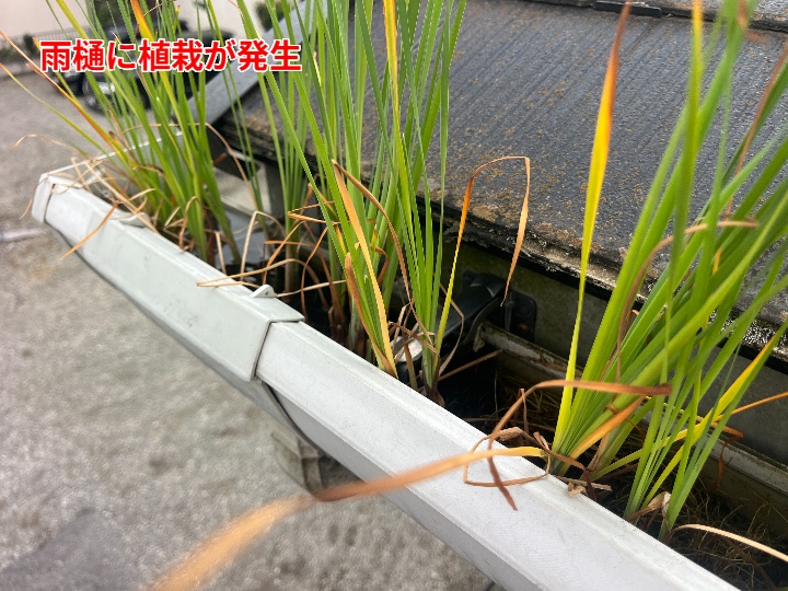 雨樋に生えた草