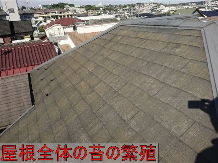 苔が繁殖した屋根全景